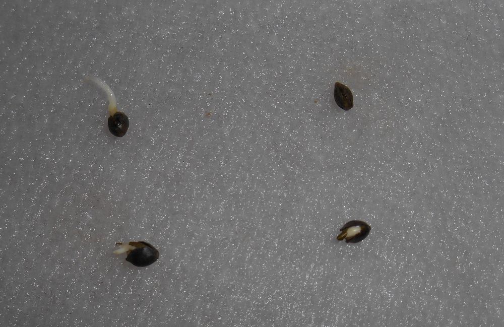 Ladseeds423
