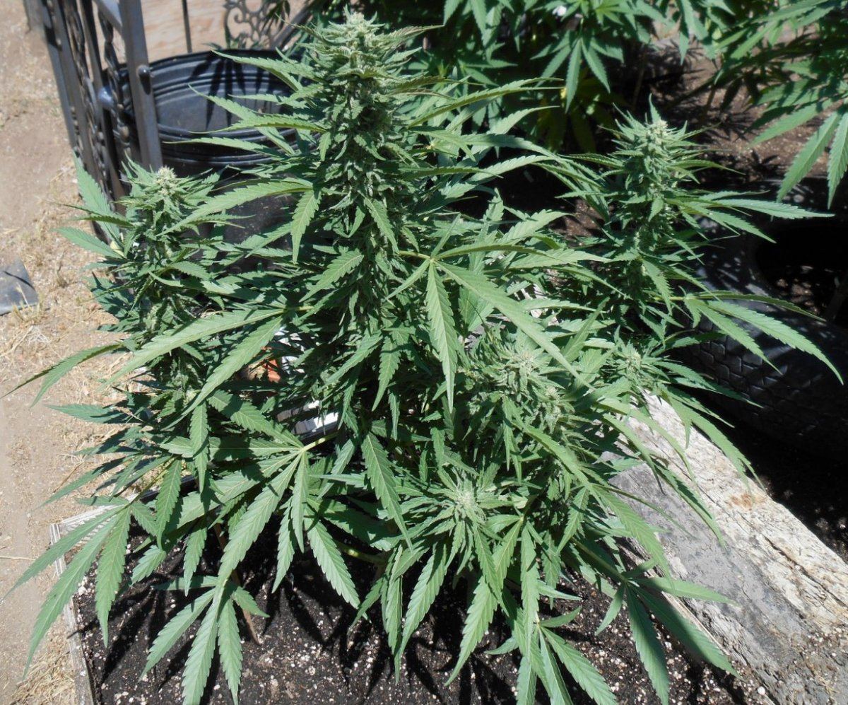 Ladwholeplant69