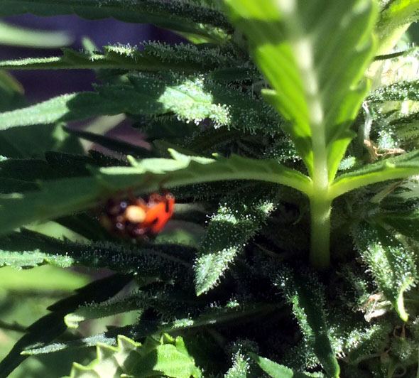 Lady Bug