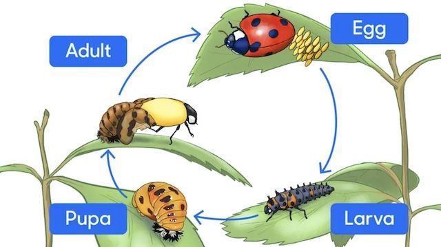 Lady bug life cycle