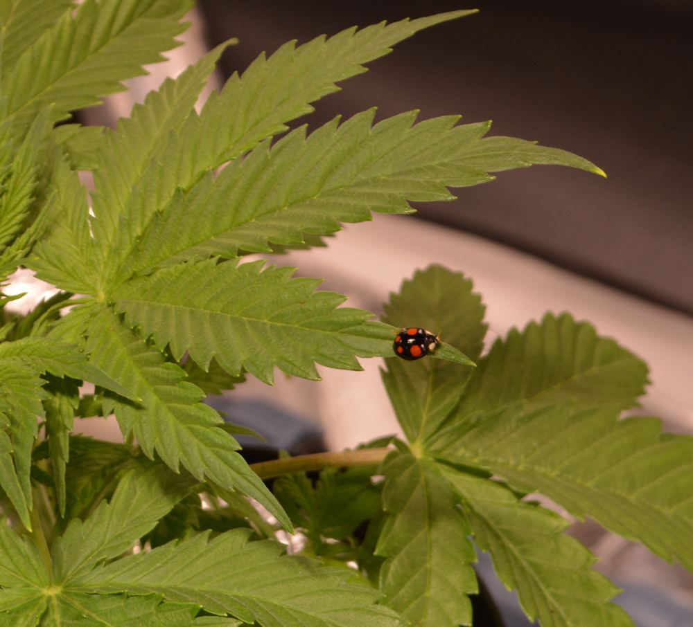 Ladybeetle