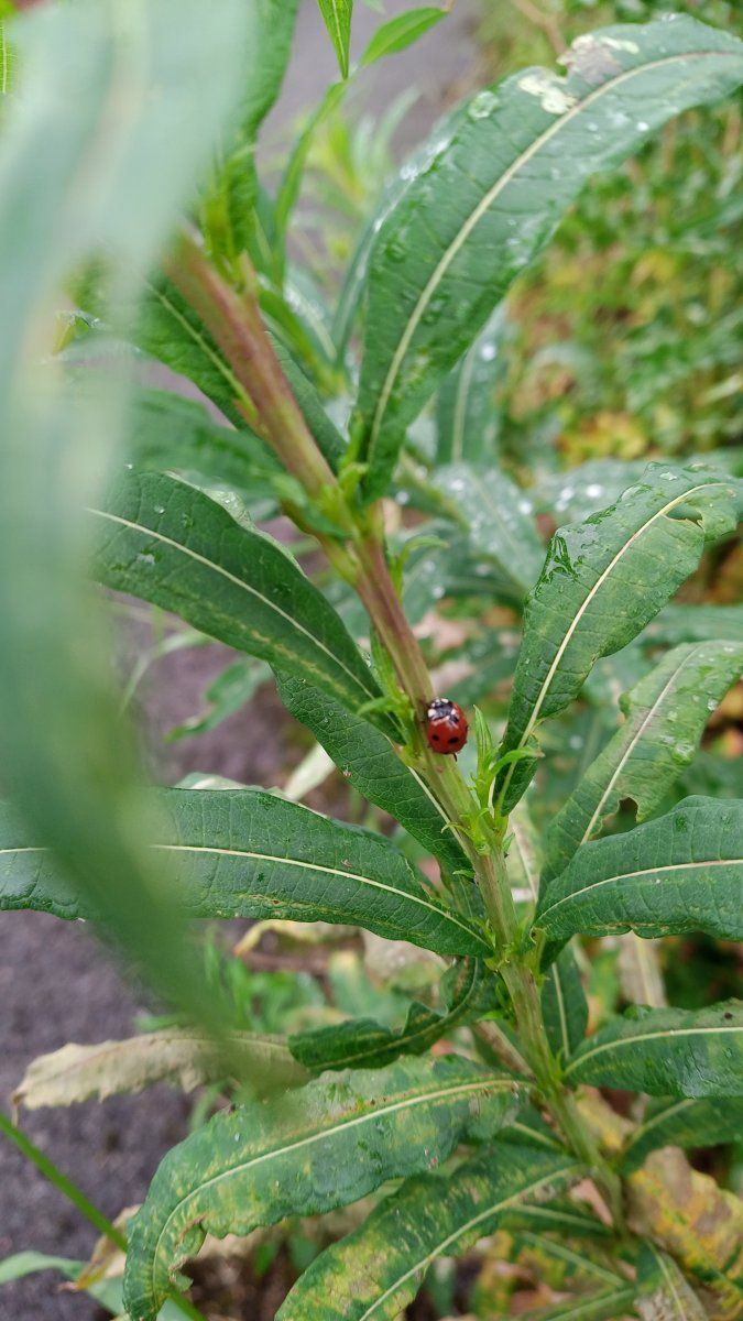 Ladybird