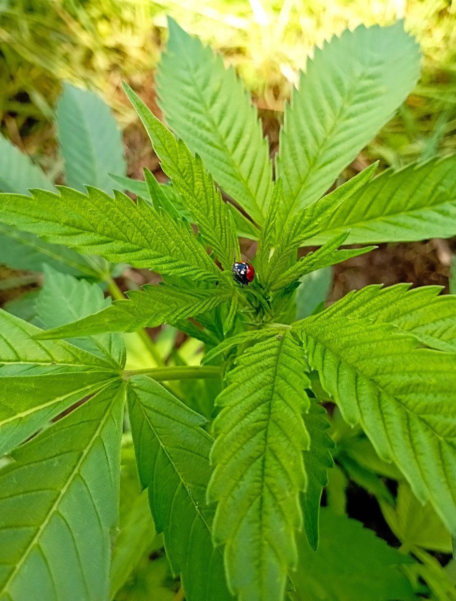 Ladybird