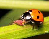 Ladybird aphid 5 small