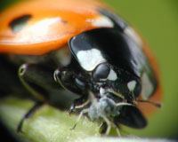 Ladybug eat2