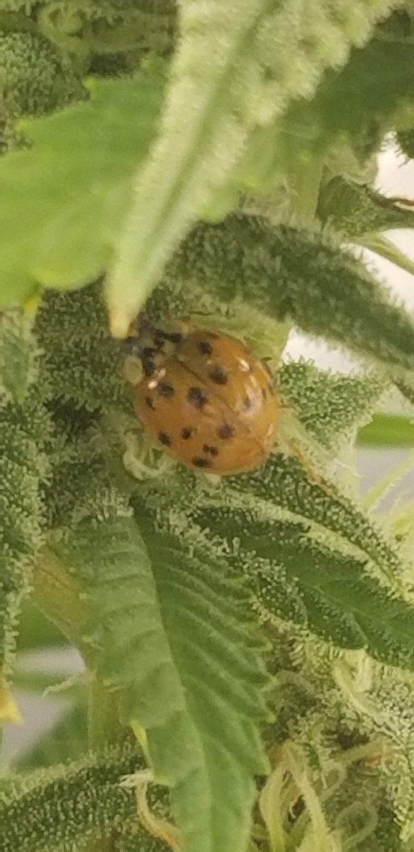 Ladybug
