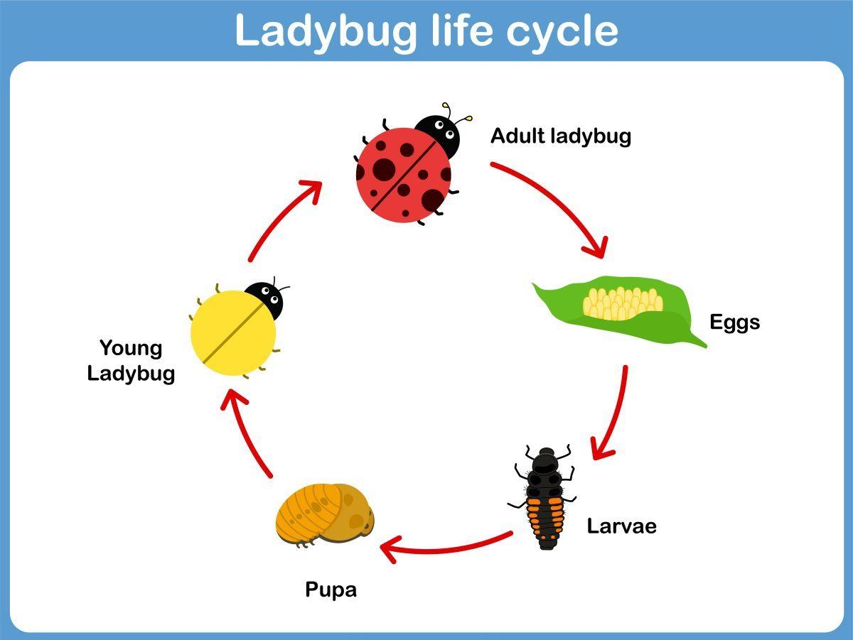 Ladybug life cycle