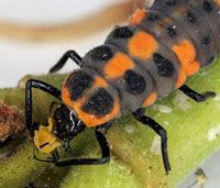 Ladybug larvae eats aphid