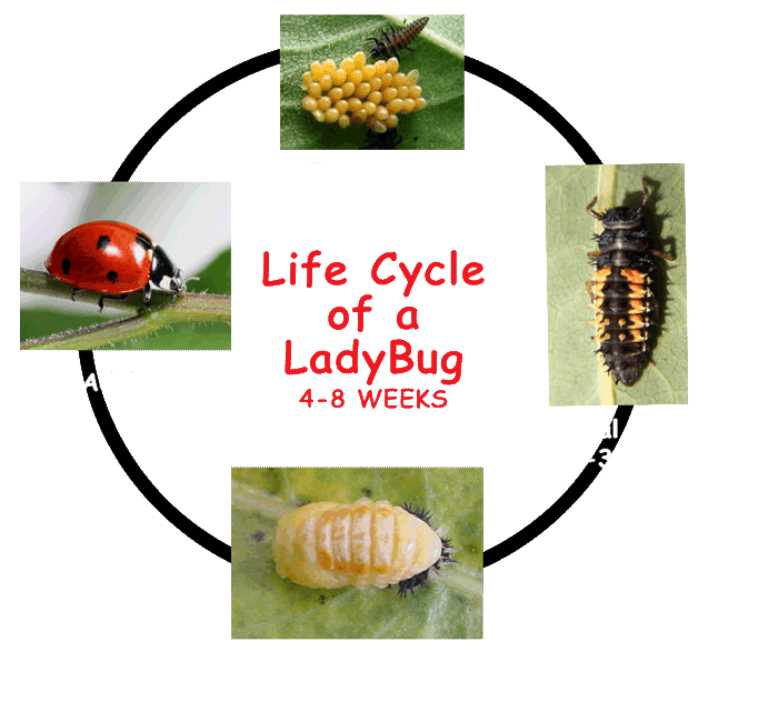 LadybugLifecycle2