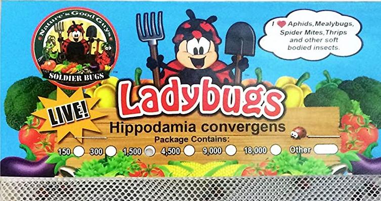 Ladybugs