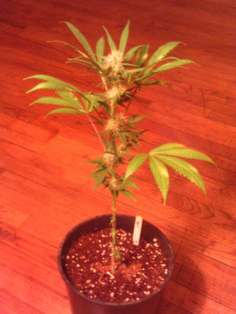 LadyRedEyes4weeks