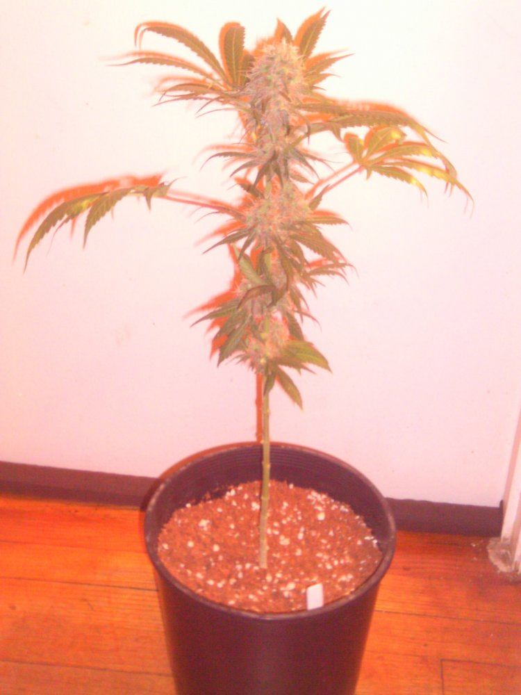 LadyRedEyes6weeks