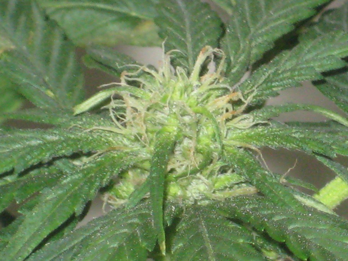 Lambs5 day24f a