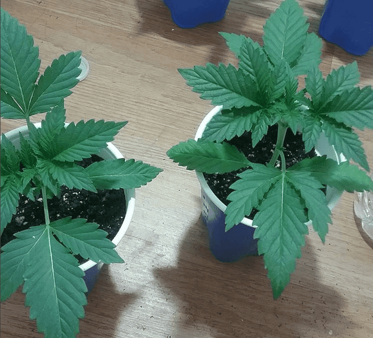 Lapure x headcheese