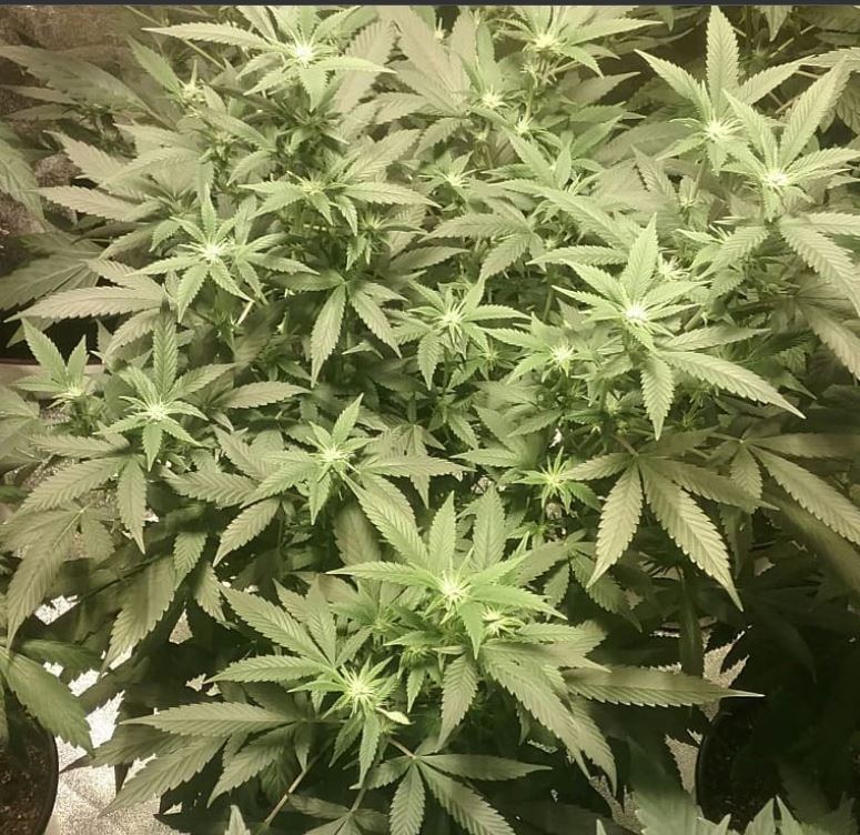 Lapxhc1