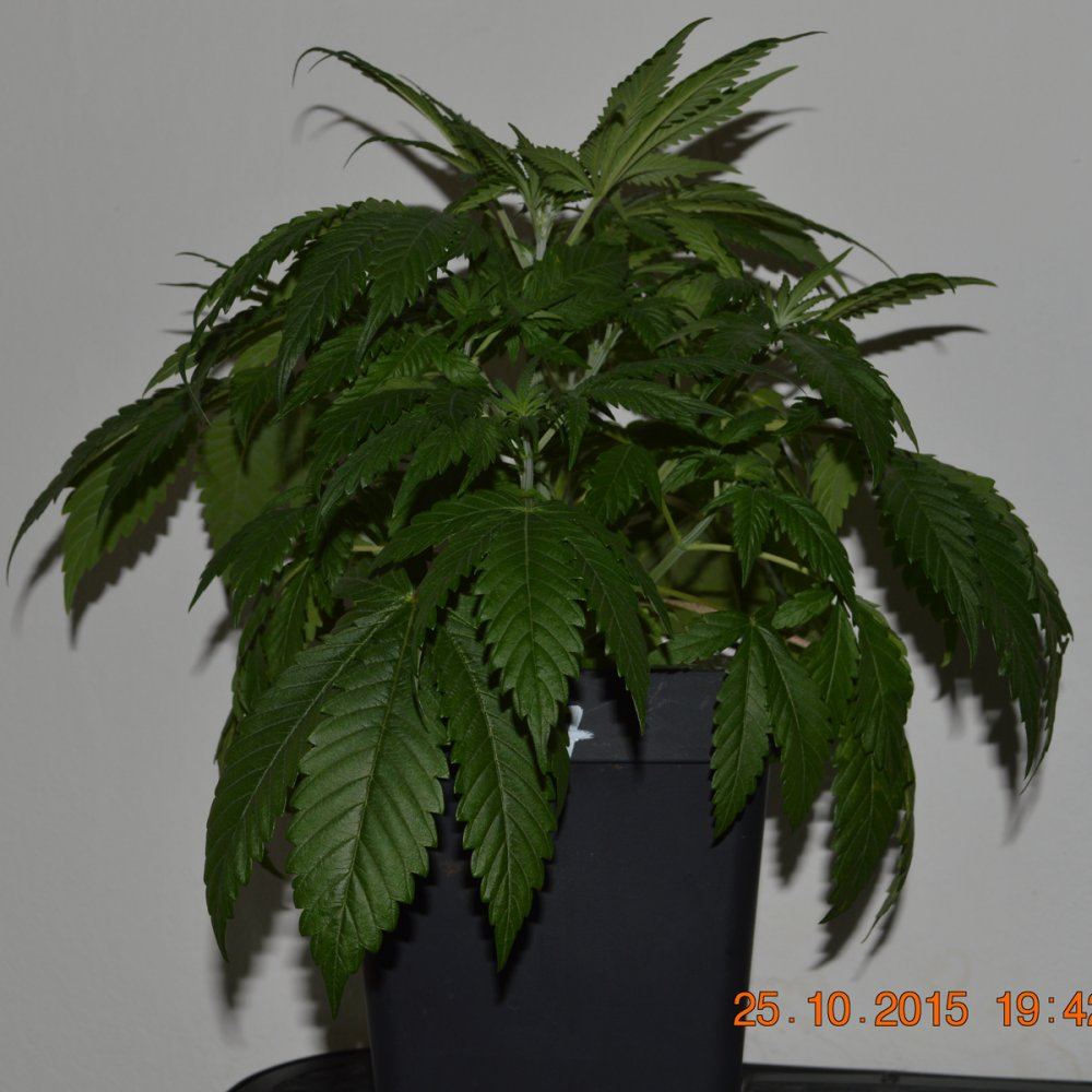 Largepf1