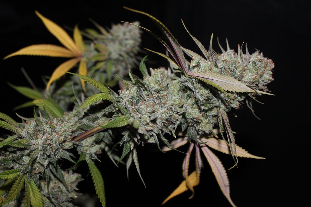 Larry Lotus5 branch