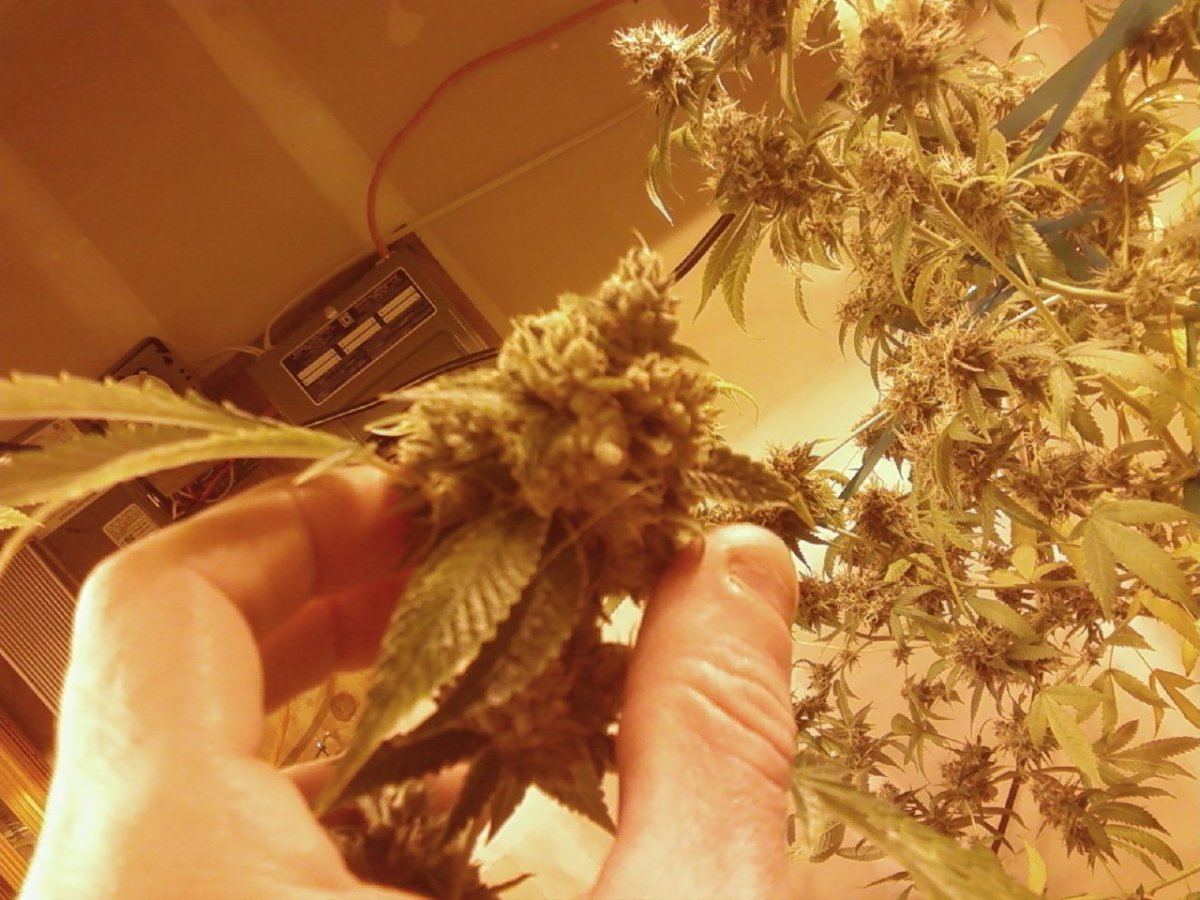 Larry OG week 8