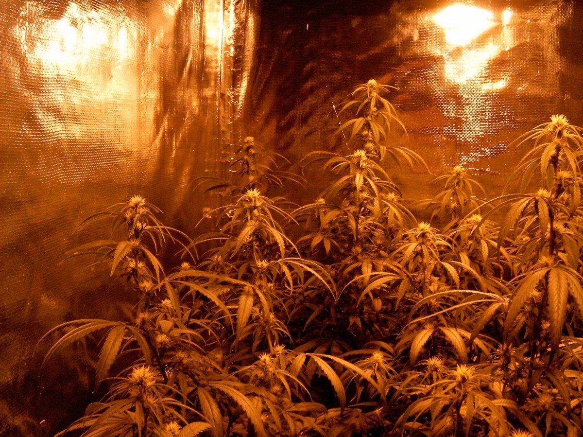 Last flower room 001