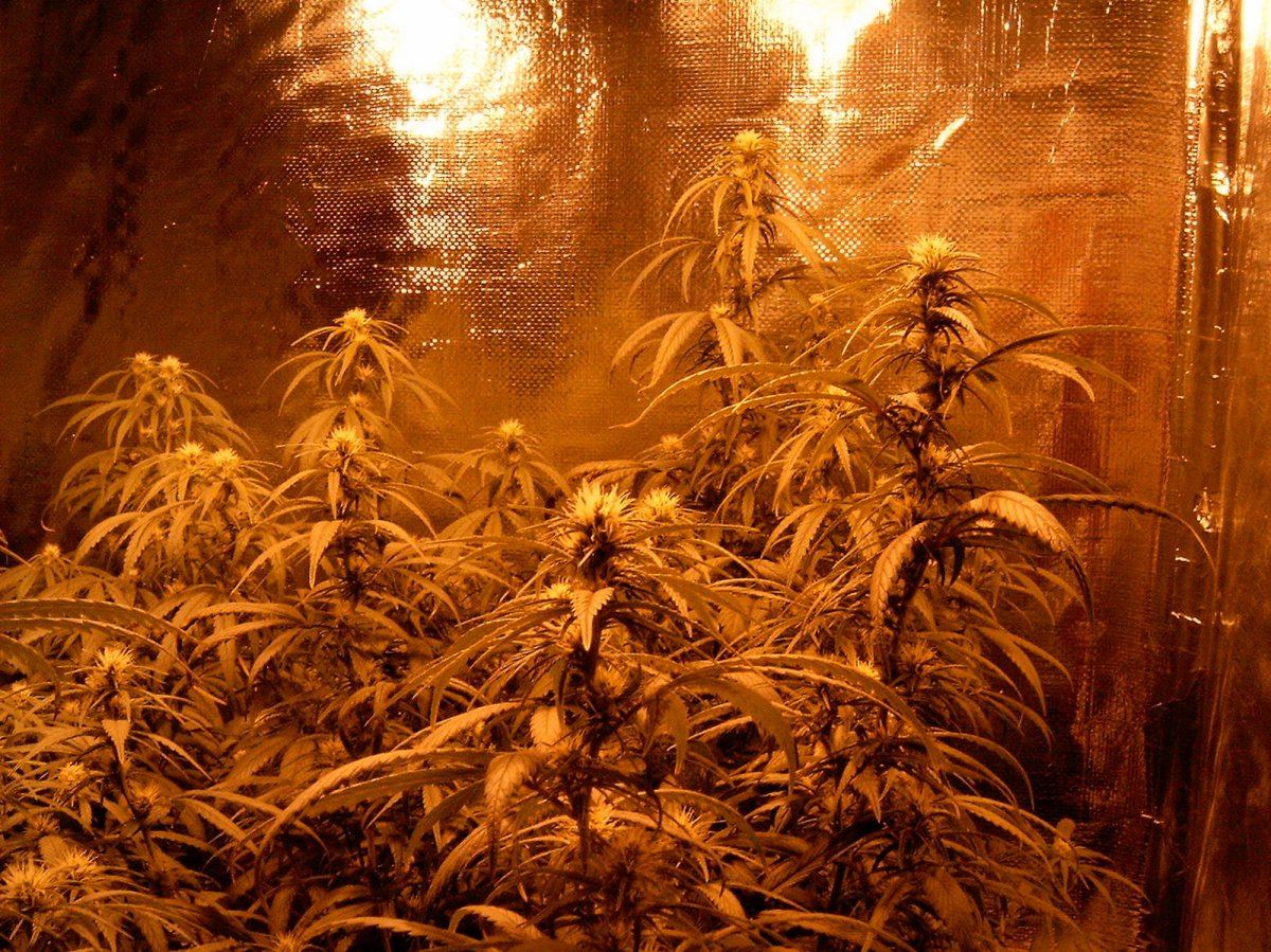 Last flower room 002