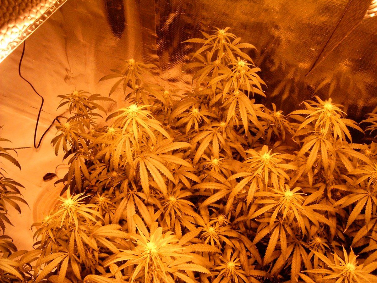 Last flower room 005