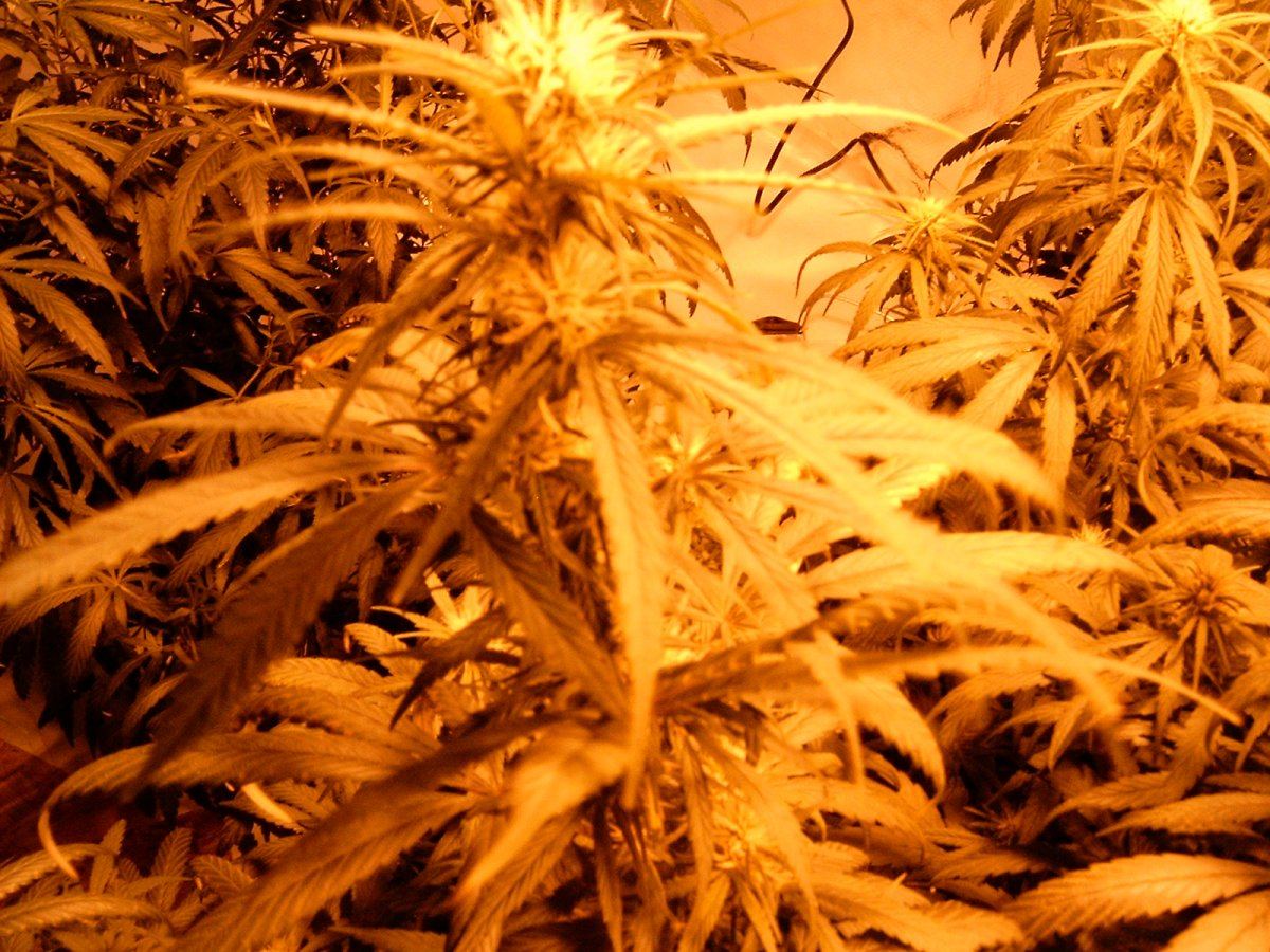 Last flower room 006