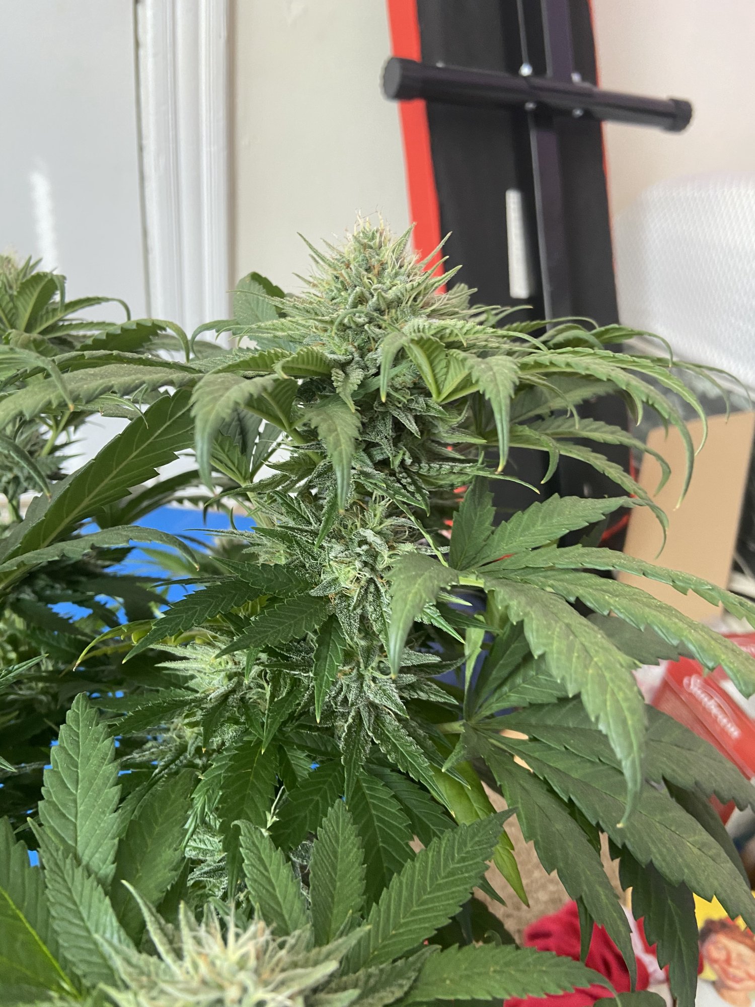 Last minute deficiency disaster thoughts requested week 7 flower 4