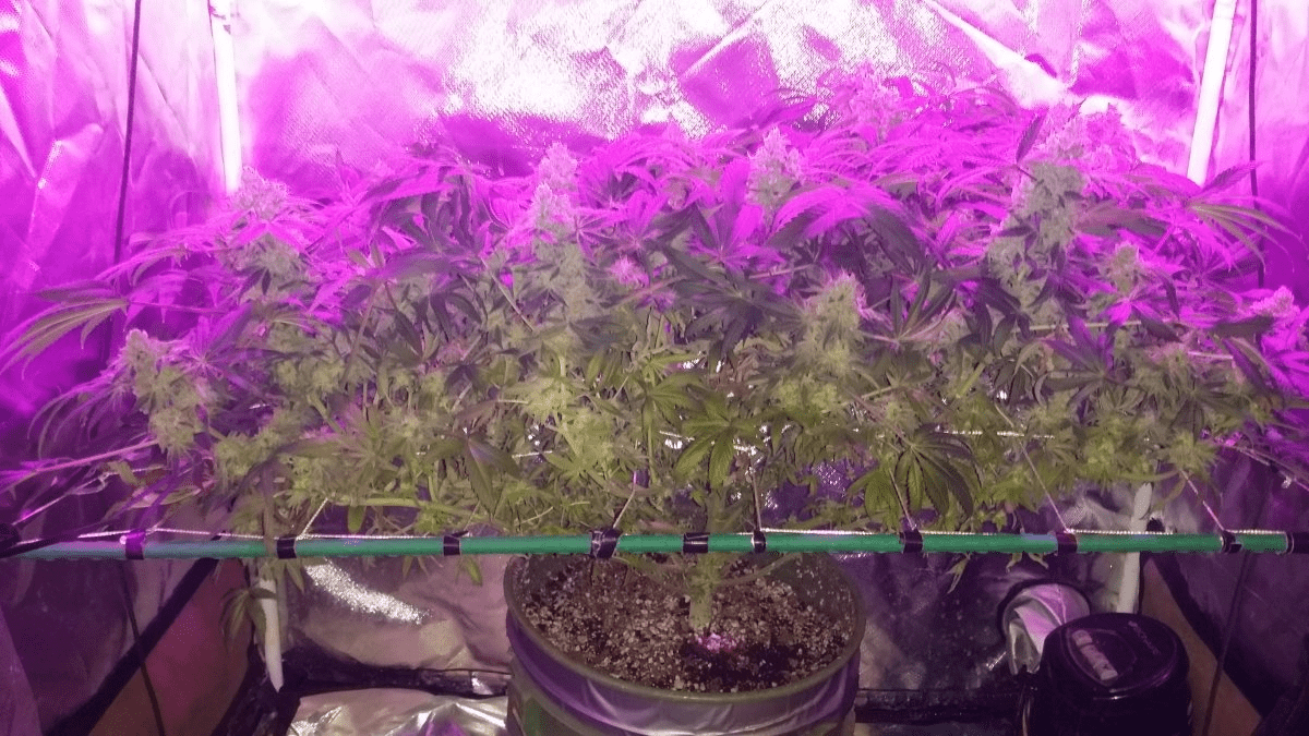 Last scrog