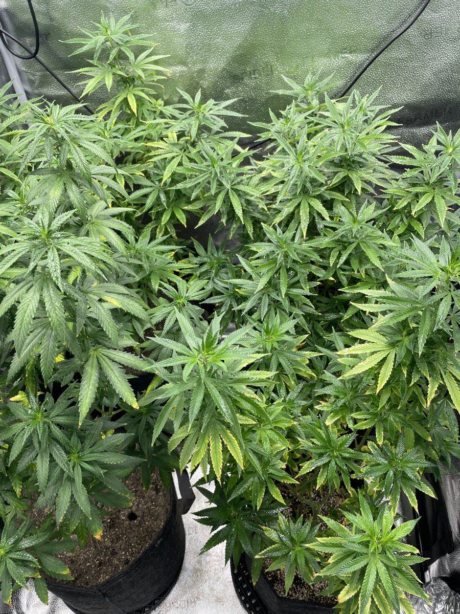 Last try before i give up on this grow advise please 4