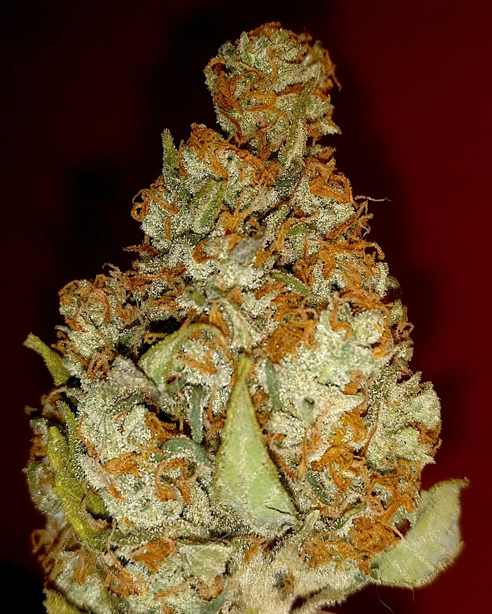Lastbud