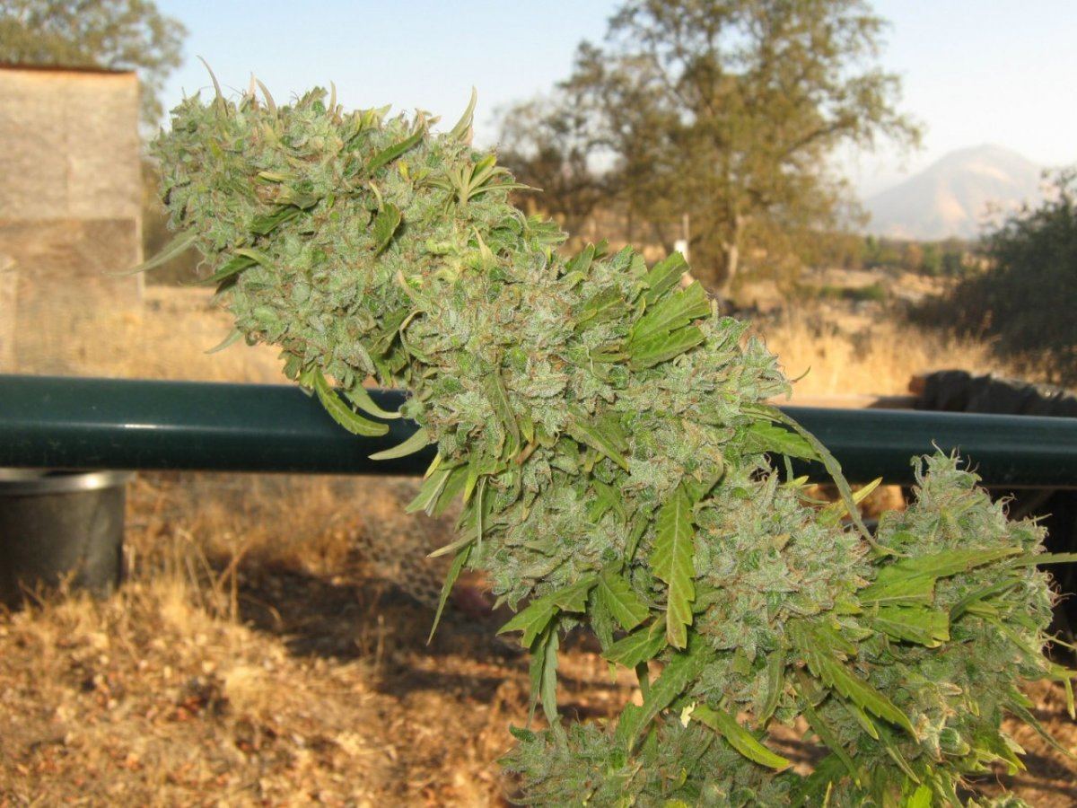 Lastewokbud
