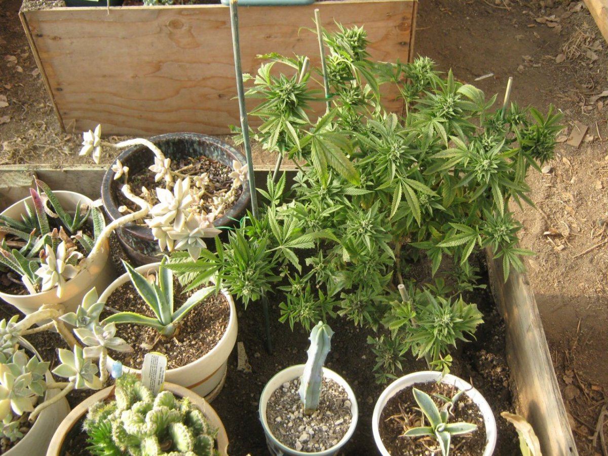 Lastplant1212