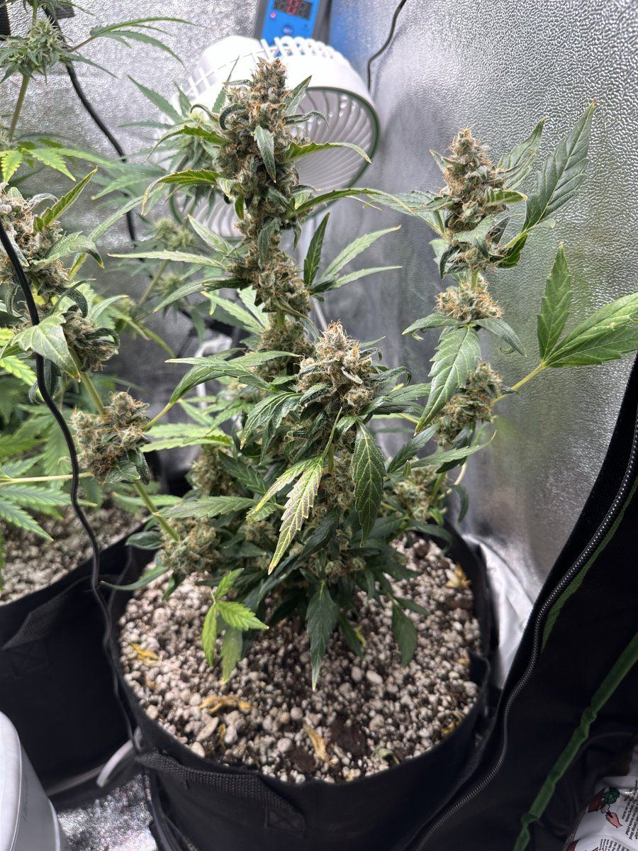 Late flower auto coadt of maine soil sf1000 i know the tip coloring is due to overfeeding i h