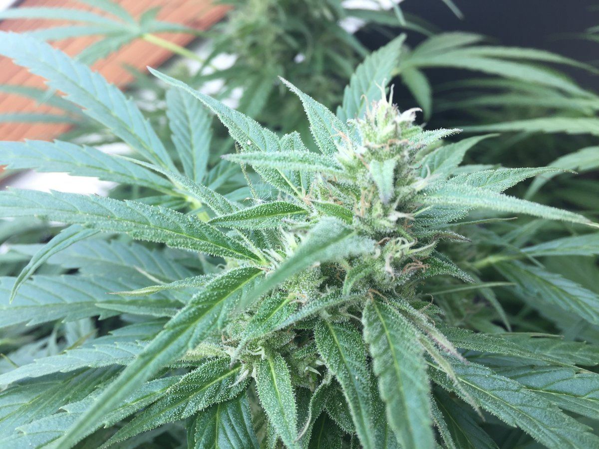 Late flower autos inoutdoor blueberry and northern l 3