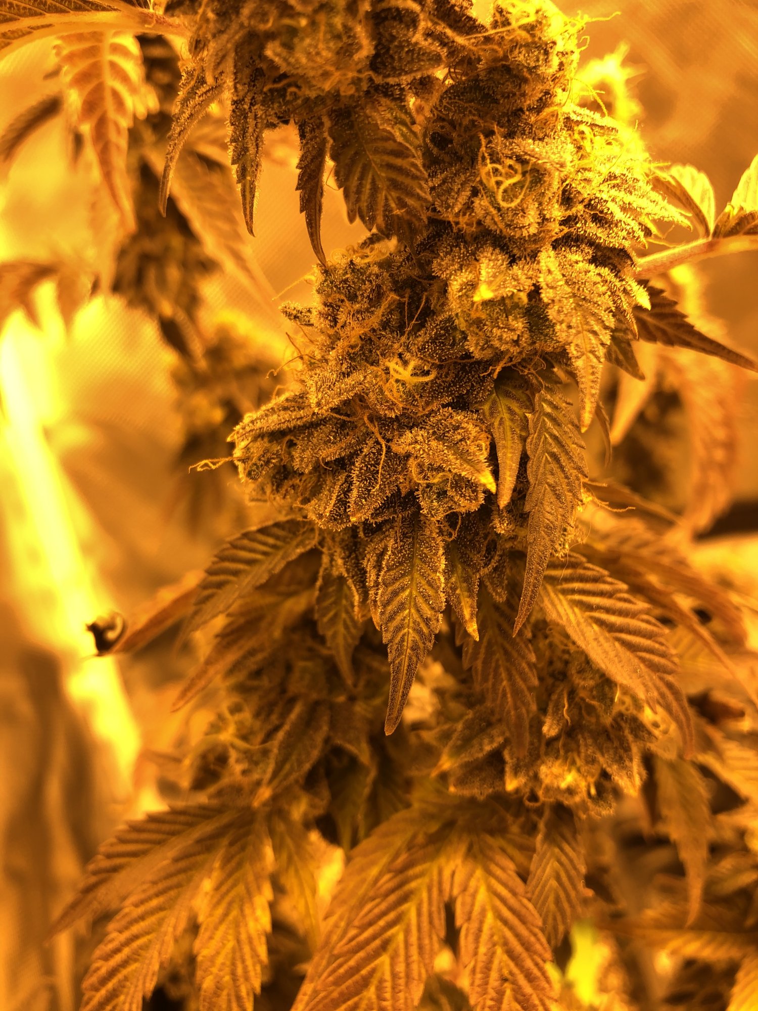 Late stage nute burn or just done 2