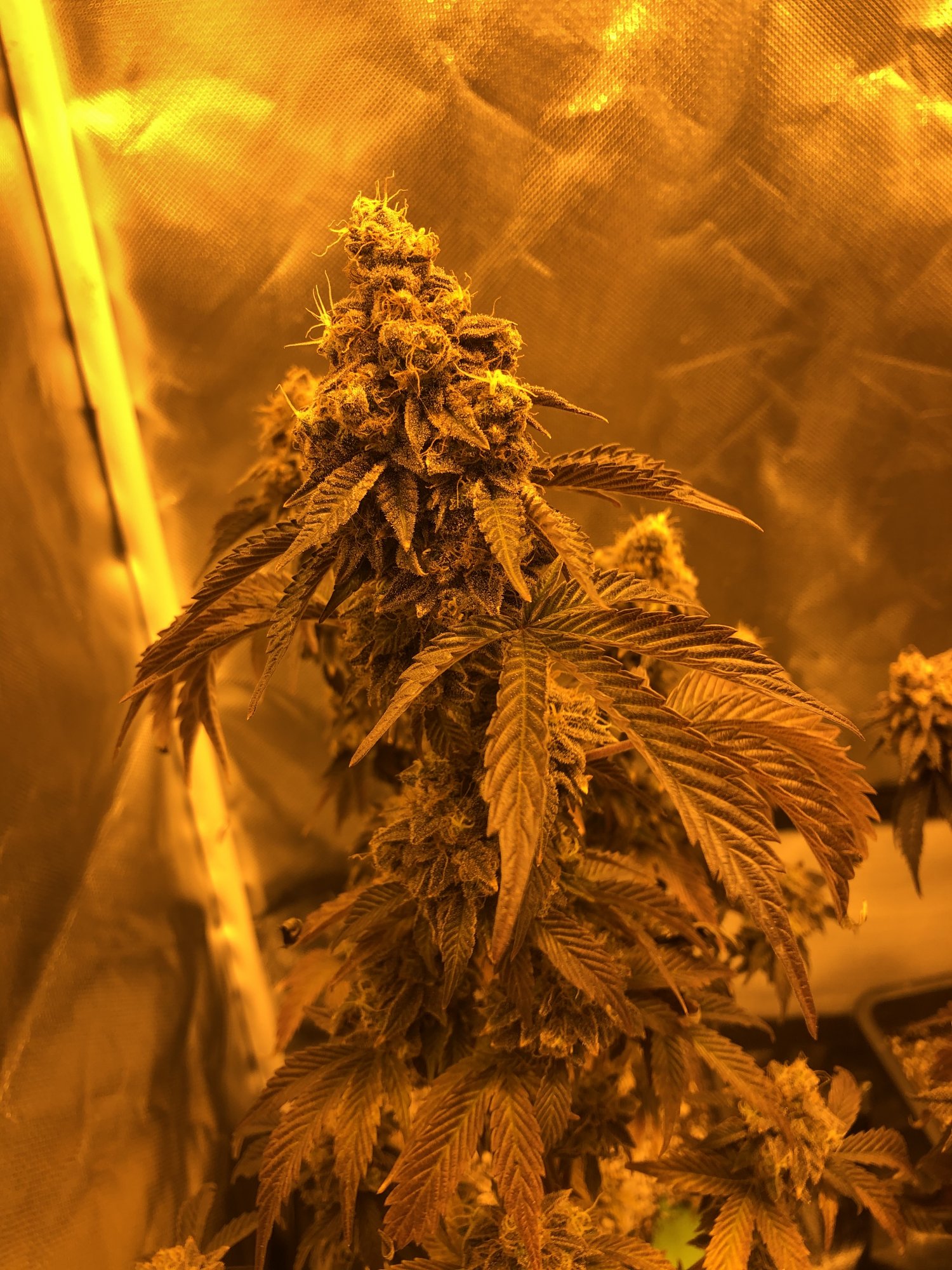 Late stage nute burn or just done 3
