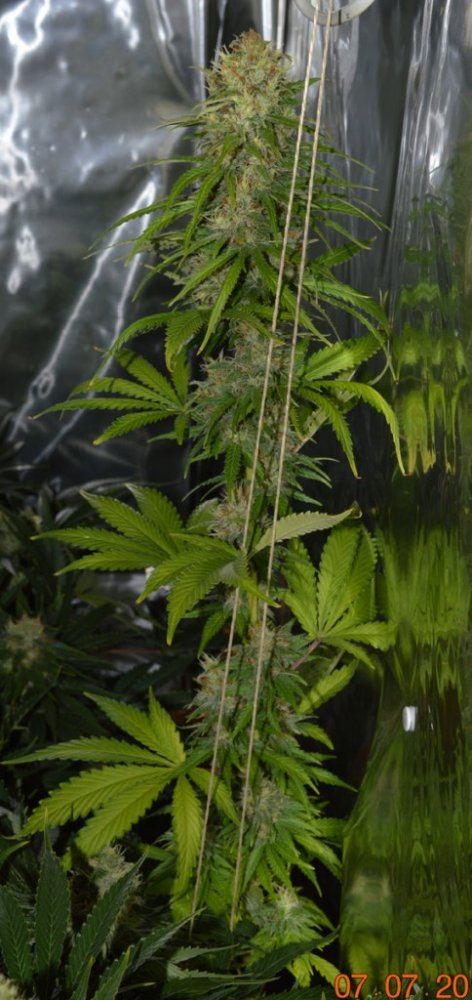 LateNight 5 and half weeks