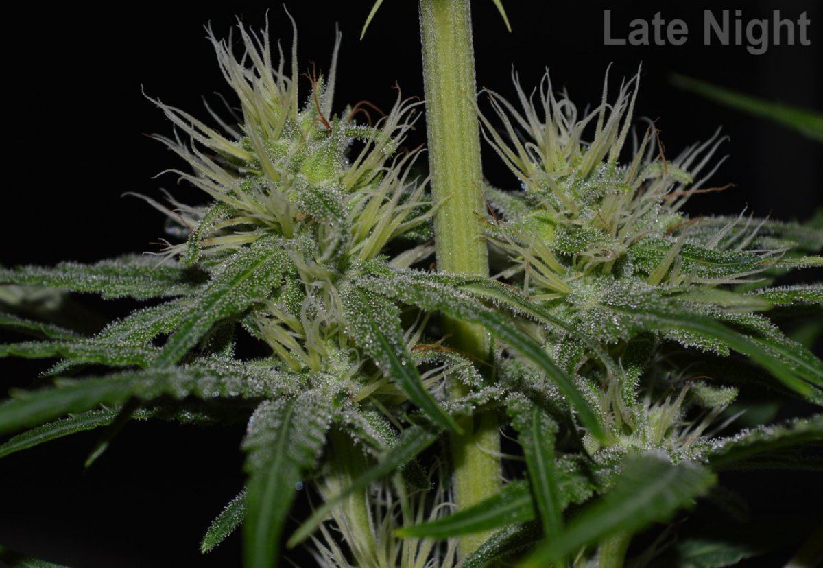 LateNight frost
