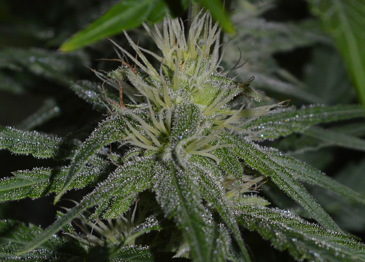 LateNight frost2