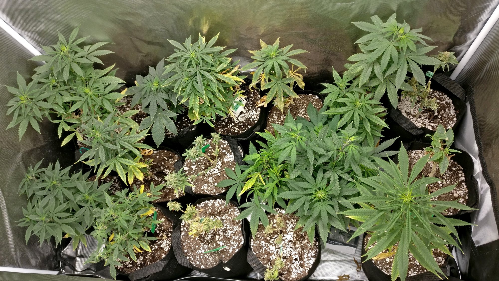 Lateveg617