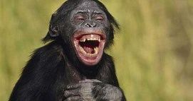 Laughing chimp