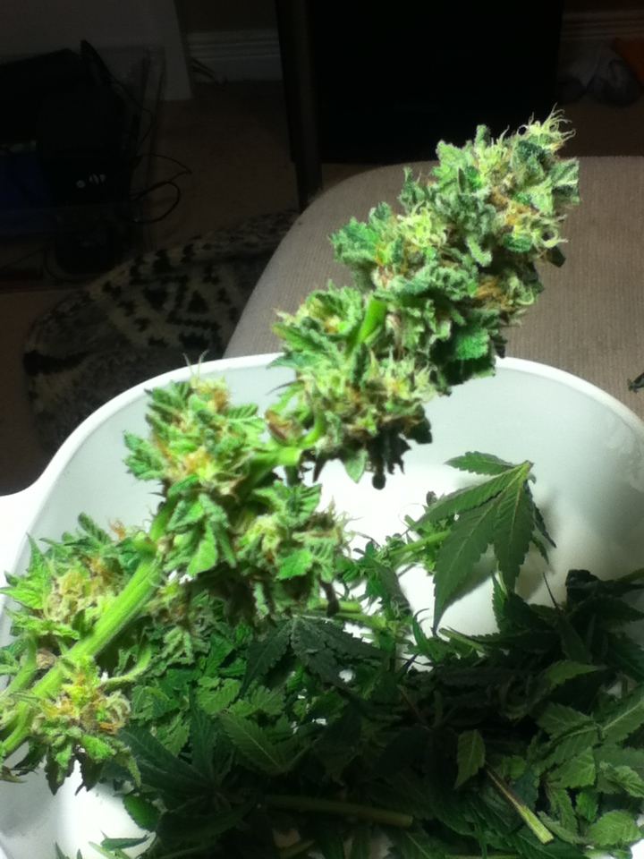Lavender 4