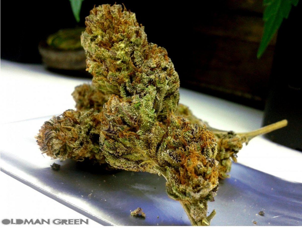 Lavender bud 1