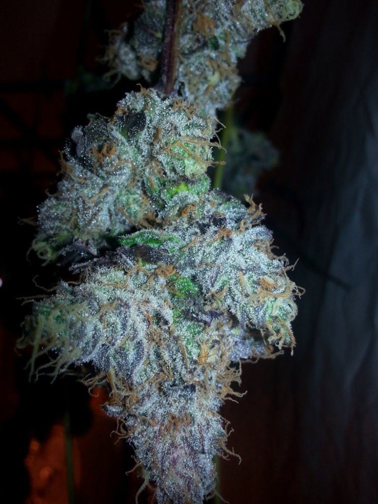 LavKush 1