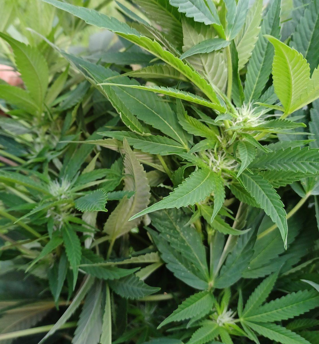 LAX bud