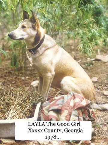 Layla1978