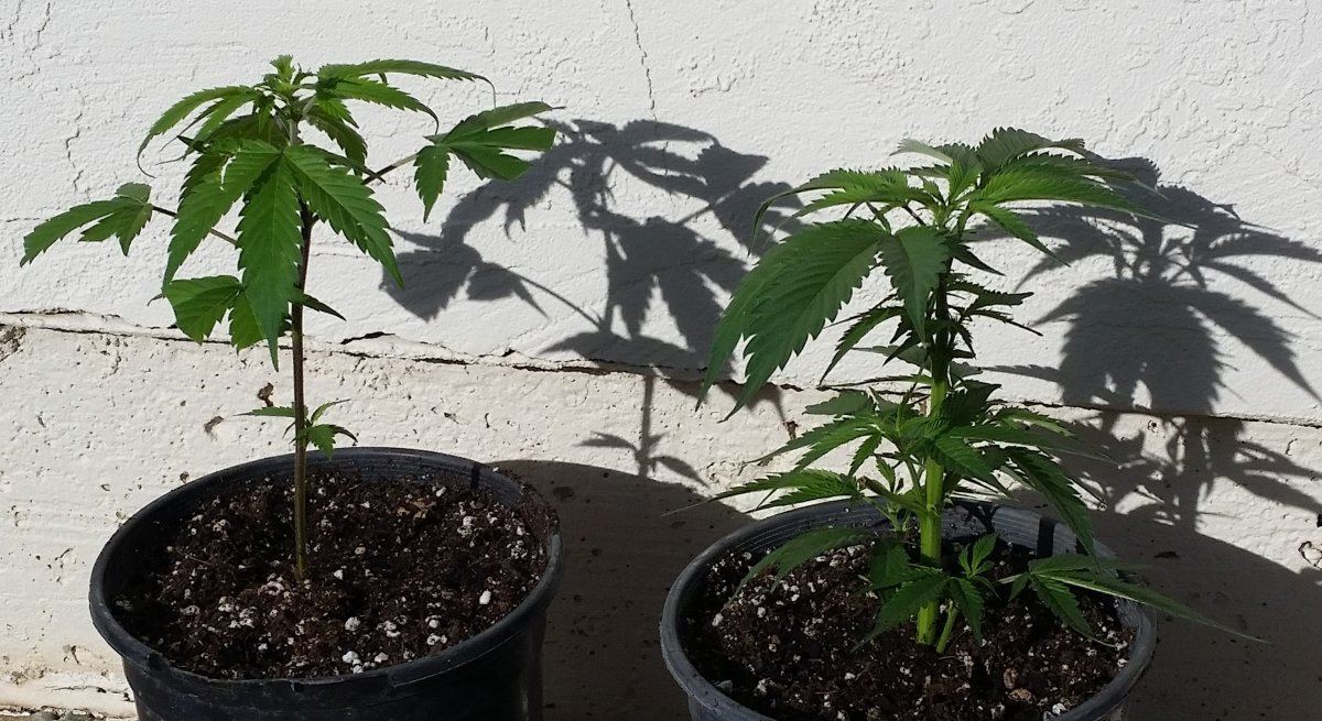 Lazy Dog Clones
