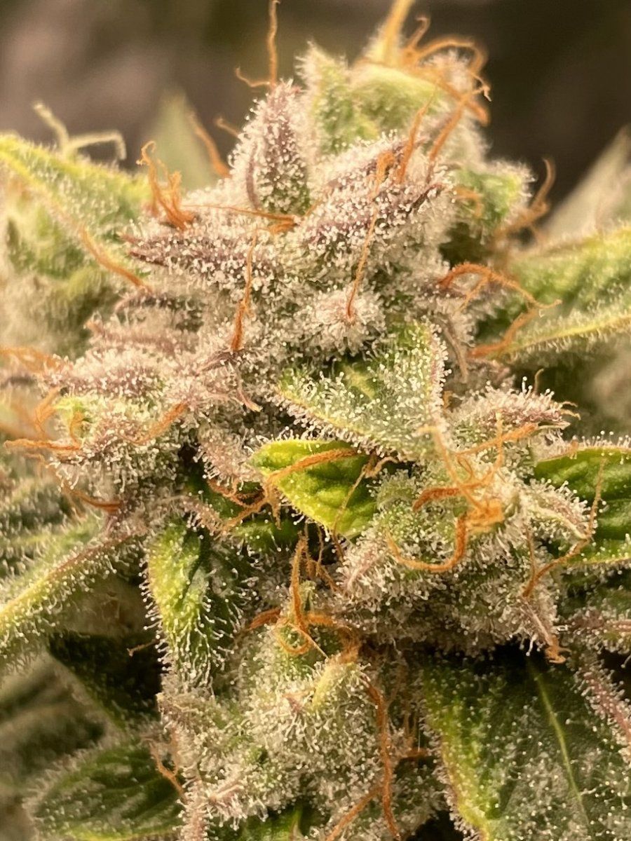 Lbs reversal and pollination thread 4