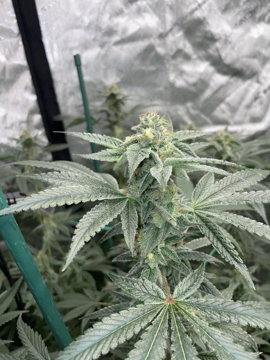 Lbs reversal and pollination thread