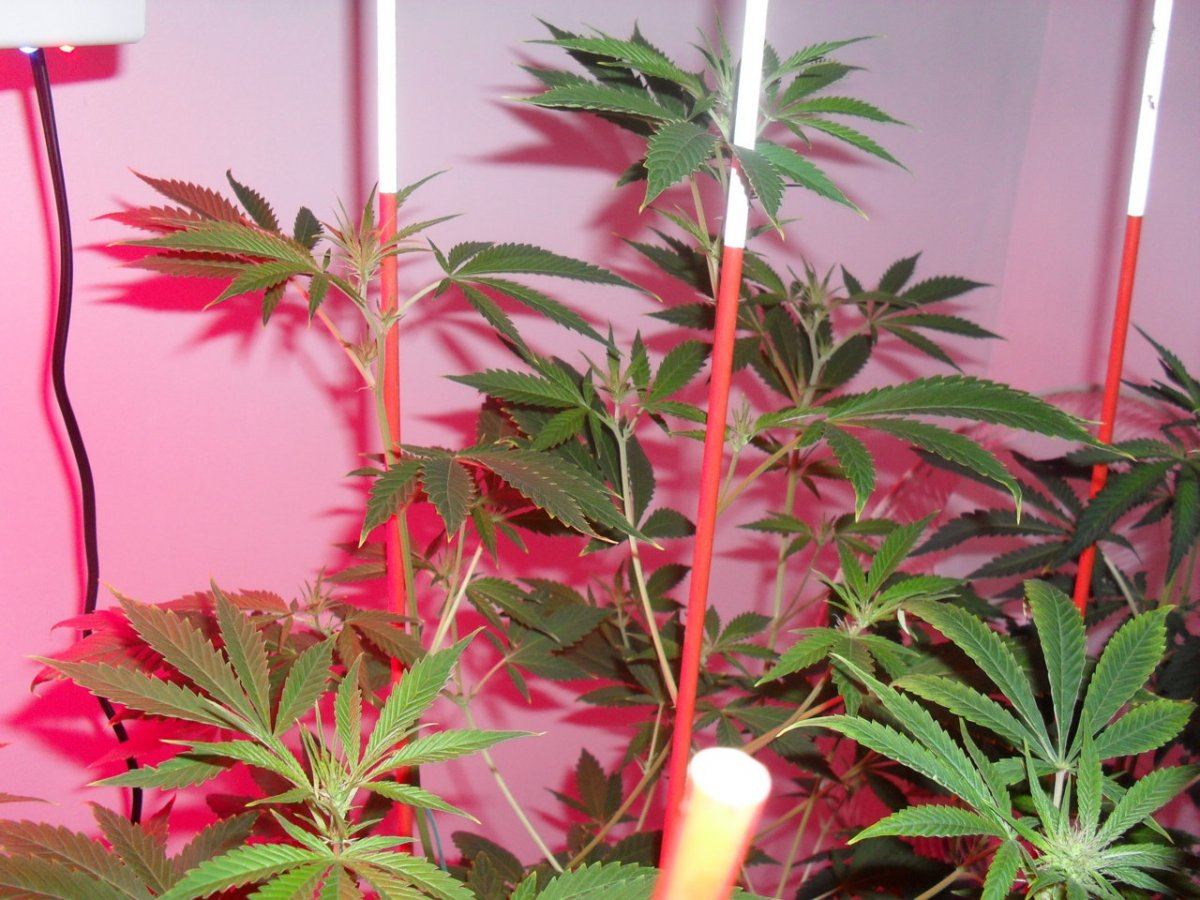 Lc  1 plant 2 full